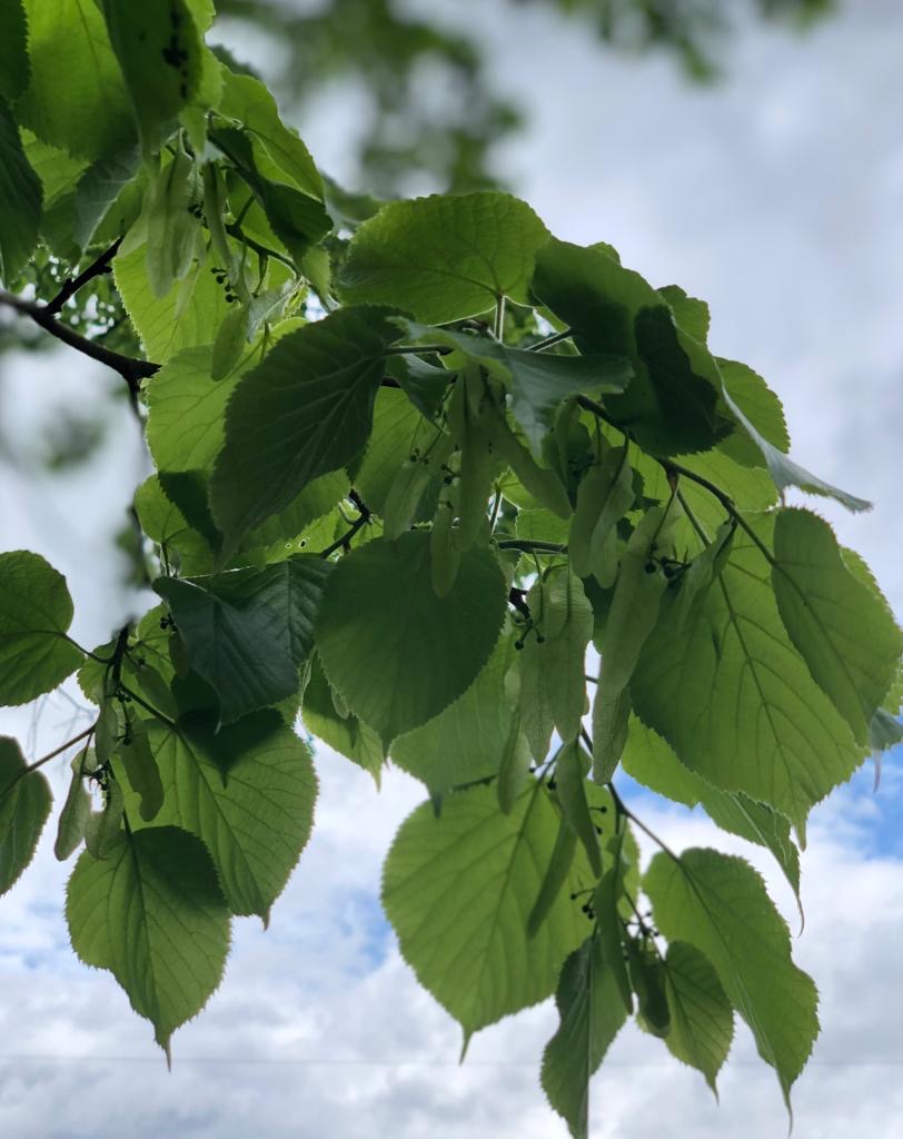 Yvonne's Welt Lexicon